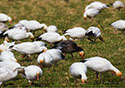 Chen caerulescens